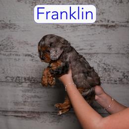 Franklin - Merle male Cavapoo puppy in Calhoun, Georgia from Happy Top Doodles
