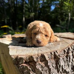Cane - Red  male Goldendoodle puppy in Cherry Tree, Pennsylvania from Plum Creek Acres Next Generation