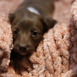 Lottie - Red female Dachshund puppy in Eaton, Ohio from Miniature Alphas Dachshunds