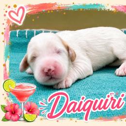 Daiquiri - Parti female Goldendoodle puppy in Hendersonville, North Carolina from Kim's Cove