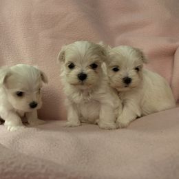 Maltese Puppies from Blossoming Gem's Maltese - North Carolina