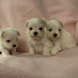 Maltese Puppies from Blossoming Gem's Maltese - North Carolina