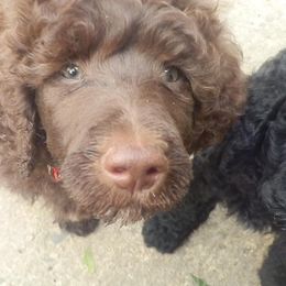 Poodle Puppies from Twisted Oak Poodles