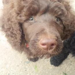 Poodle Puppies from Twisted Oak Poodles