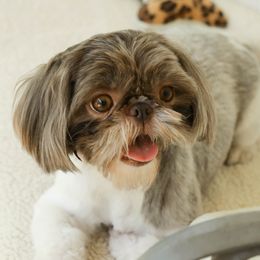 Emily - Shih Tzu
