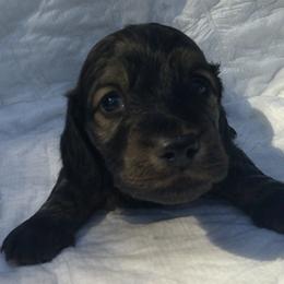 DBs Handel Allemande (Al) - Cream male Dachshund puppy in Summerfield, Florida from D & B Ranchette