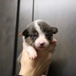 Girl 2 - Blue female Pembroke Welsh Corgi puppy in Ocala, Florida from Dolan Farms Corgis