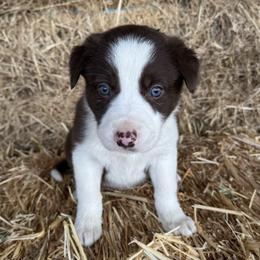 Girl 1 - Red female Border Collie puppy in Centerville, Washington from Forthright Farms