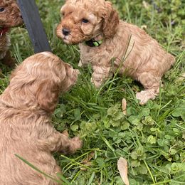 Cockapoo and Rottweiler Puppies from RJ Rotts - Beachy Family Cockapoos