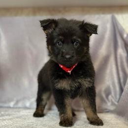 Kallie - Red Collar - Black and tan female German Shepherd puppy in Greenwood, Arkansas from West Haus Shepherds