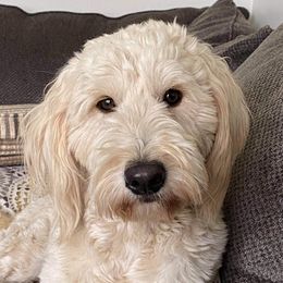 Oakie - Goldendoodle