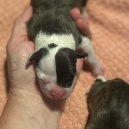 Luzon - Black brindle female American Staffordshire Terrier puppy in Monroe, Georgia from Irresistibull Staffords