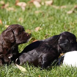 Havanese from Three Rivers Havanese