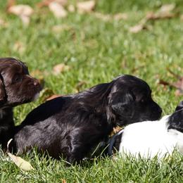Havanese from Three Rivers Havanese