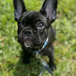 French Bulldog Puppies from Peaceful Prayers French Bulldogs