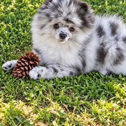 Finn - Blue merle male Pomeranian puppy in North Port, Florida from POMRITA POM’S