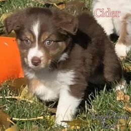 Cider - Red tri-color female Miniature American Shepherd puppy in Ellensburg, Washington from Wiggle Rump Ranch