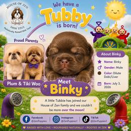 Binky - Liver male Shih Tzu puppy in Mesa, Arizona from House of Zen Shihtzus