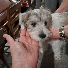Girl 1 - Parti Miniature Schnauzer puppy in Paducah, Kentucky from Nubby's Legacy Schnauzers of Western KY