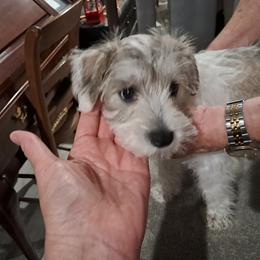 Girl 1 - Parti Miniature Schnauzer puppy in Paducah, Kentucky from Nubby's Legacy Schnauzers of Western KY