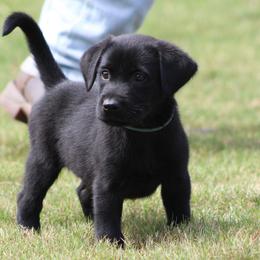 Light blue collar - Black male Labrador Retriever puppy in Four Oaks, North Carolina from TLC Retrievers