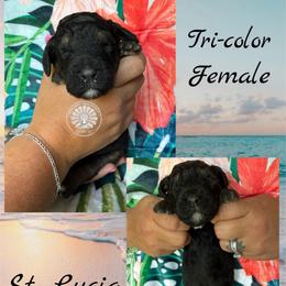 St. Lucia - Tri-color female Bernedoodle puppy in Godwin, North Carolina from Farm Sweet Farm Doodles
