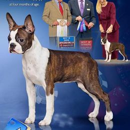 Boston Terriers from Bindy's Boston Terriers