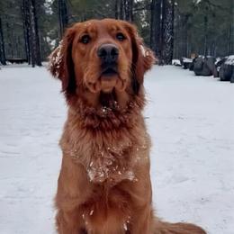 Flirt - Golden Retriever