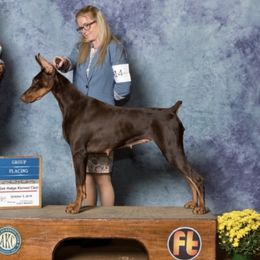 Harper  - Doberman Pinscher