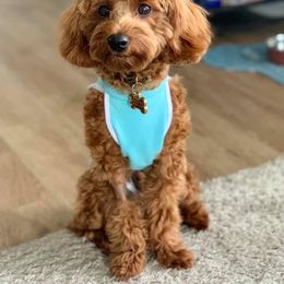 Cavapoo Puppies from Campbell's Cavapoos