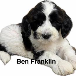 Benjamin (Franklin) - Parti male Goldendoodle puppy in Newark, Ohio from Valleydayle Doodles and Wheatens