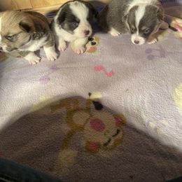 Pembroke Welsh Corgi Puppies from Anita’s little Corgi Haven