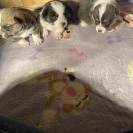Pembroke Welsh Corgi Puppies from Anita’s little Corgi Haven