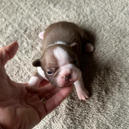 Boy 2 - Red male Boston Terrier puppy in Brookville, Ohio from Best Friend Bostons
