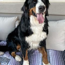 Bernese Mountain Dog puppies from Huckleberry Doodles