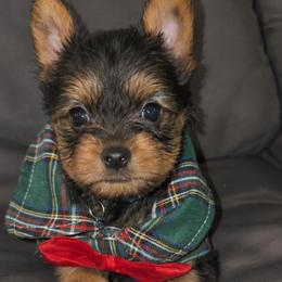 Ryder - Black and tan male Yorkshire Terrier puppy in North Chesterfield, Virginia from YorkieLover
