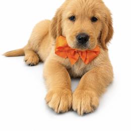 Bugatti - Golden male Golden Retriever puppy in Chicago, Illinois from Urbane Retrievers