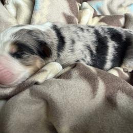 Boy 2-Blue Merle - Blue merle male Australian Shepherd puppy in Mayfield, Kentucky from Hamilton Farms