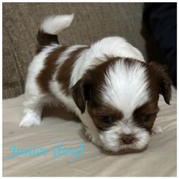 "Junior has been chose for his furever home" Shih Tzu Puppies from Starr Thomas