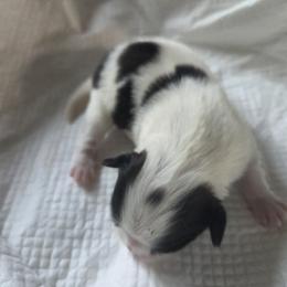 Japanese Chin Puppies from Chincredible Puppies