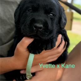 Boy 5 - Black male Labrador Retriever puppy in Wilson’s, Virginia from Cedar Hill Farm Labradors