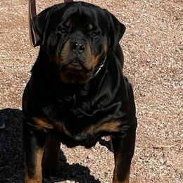 Cleo - Rottweiler