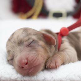 Holly - Dapple female Dachshund puppy in Mesa, Arizona from Dach Army LLC