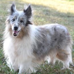Shetland Sheepdog puppies from Southside Shelties
