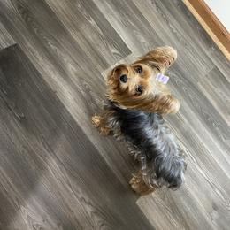 Little miss molly - Yorkshire Terrier