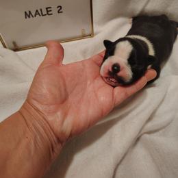 Male 2 - Black and white male Boston Terrier puppy in Headland, Alabama from Crystal Carlisle's Boston Terriers