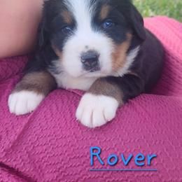 Rover - Black rust and white male Bernese Mountain Dog puppy in Auburn, Indiana from Swamp Creek Berners