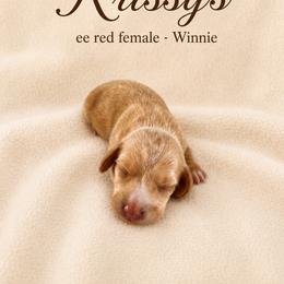 Winnie - Red female Dachshund puppy in Indiantown, Florida from Turquoise River Minature Dachshunds
