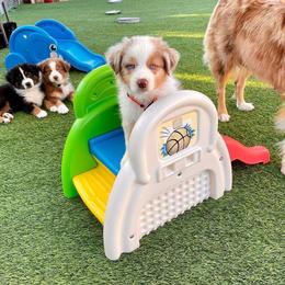 Australian Shepherd Puppies from Grissom’s Aussies