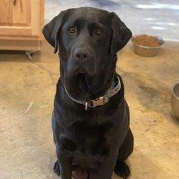 Harley - Labrador Retriever